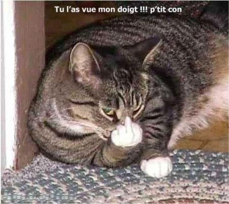 Vulgaire le chat!!!