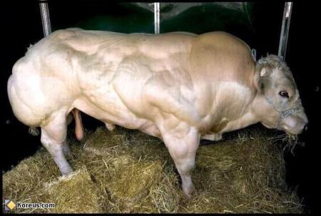 mais non les fartines animales c'est tres bon pour les betes...